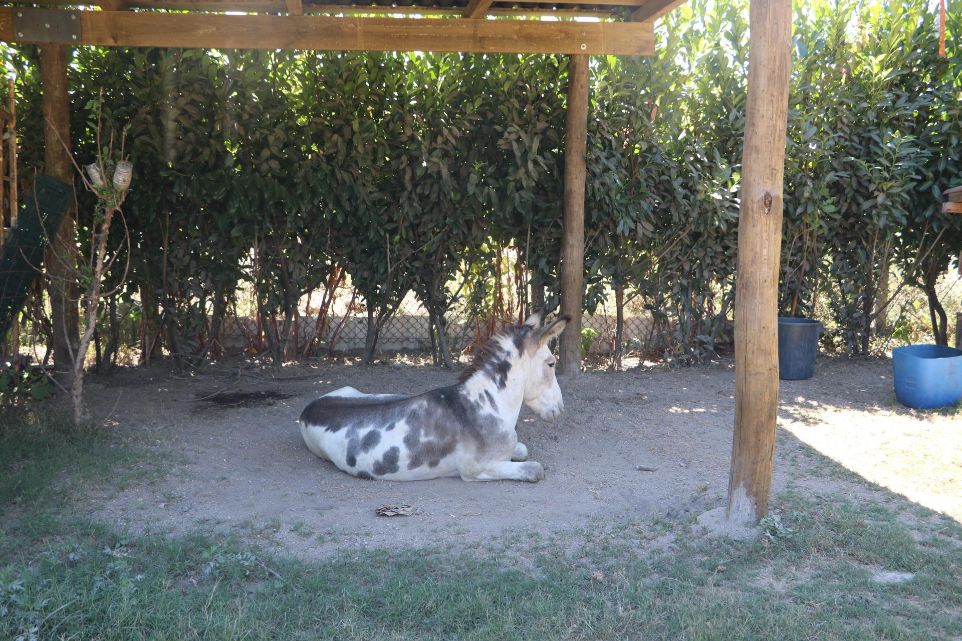 Ferienpark Duas Areal